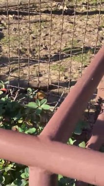 Bahçedeki paslı metal zincir