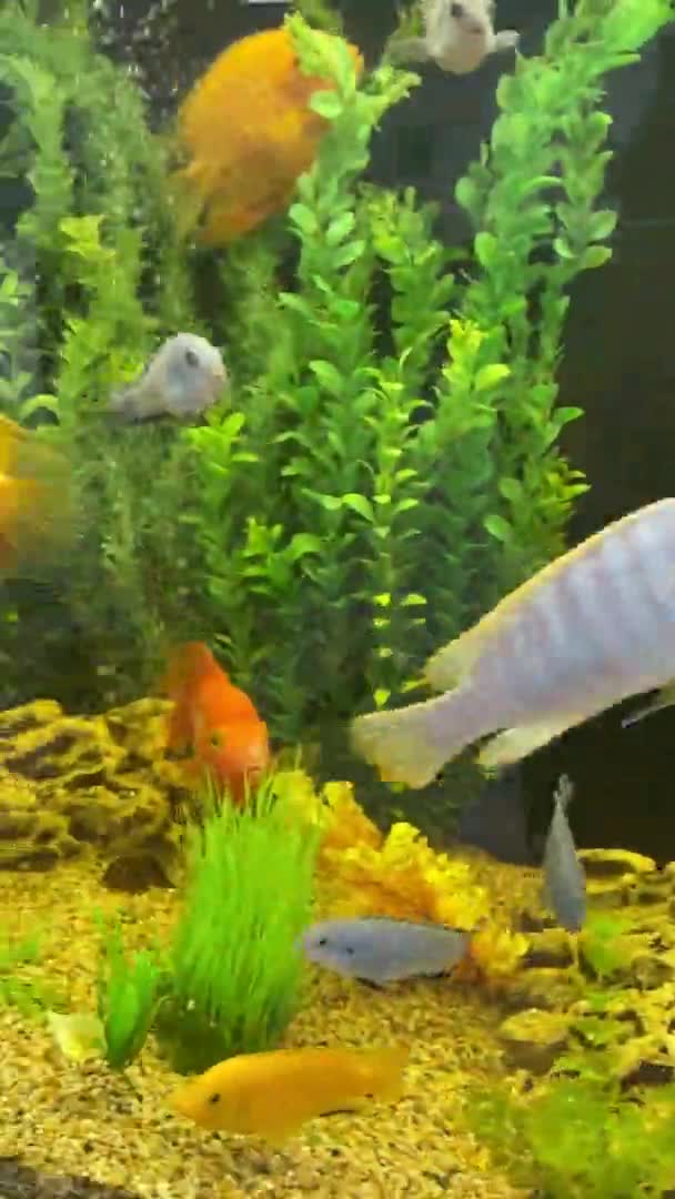 水族馆里五彩斑斓的鱼 免版税图库视频
