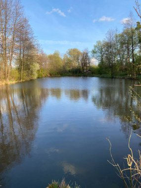Ormanda ağaçlarla dolu bir gölet.