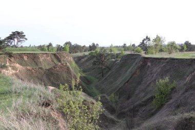 Ağaçları ve yeşil otları olan güzel bir manzara.