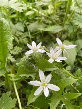 Bahçedeki güzel çiçekler