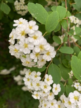 Bahçede beyaz çiçekler