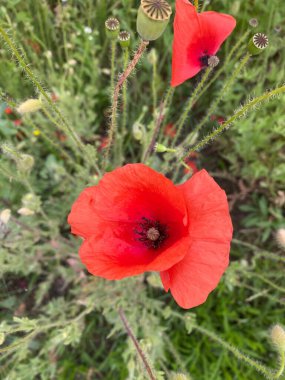 Bahçede kırmızı gelincik çiçeği