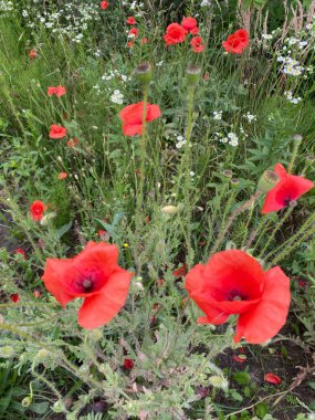 Bahçedeki güzel çiçekler