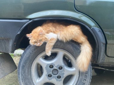 Kedi sokakta oturuyor.