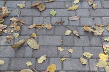 Parktaki kaldırımda sonbahar yaprakları