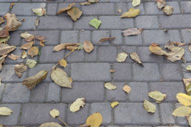 Sonbahar yaprakları yerde.