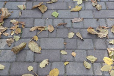 Sonbahar yaprakları, sonbahar bitkileri