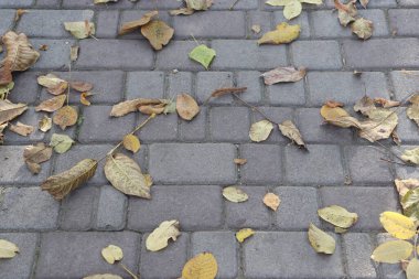 Sonbahar yaprakları yerde.