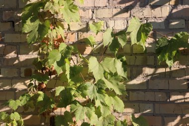 Ağaçtaki yeşil yapraklar