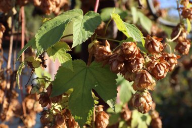 Bir demet üzümü kapat.