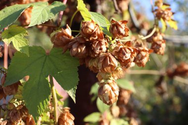 Olgun kırmızı üzümlerden bir demet yakın çekim