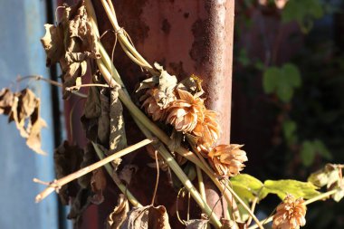 bir ağaç üzerinde kuru yapraklar