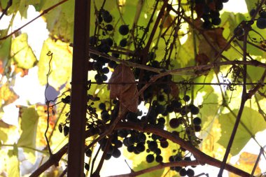 Üzüm bağında üzümler