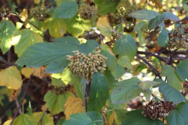 bir ağacın yeşil yaprakları