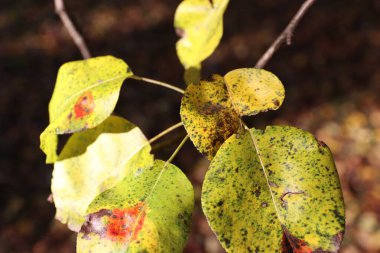 Parkta sonbahar yaprakları