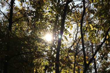 Güzel sonbahar yaprakları, sonbahar mevsimi