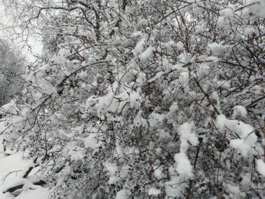 Karla kaplı ağaçları olan güzel bir manzara.