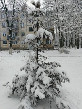 Parkta karla kaplı ağaçlar