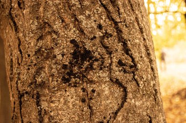 Sabahın erken saatlerinde ormanda ağaç kabuğu dokusu