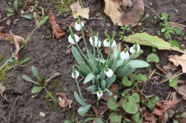 kardelen bahar ormanda