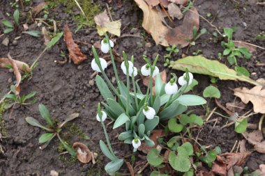 Bahçedeki beyaz kar damlaları