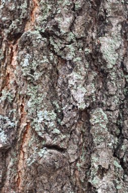 ağaç kabuğu dokusu arkaplanı