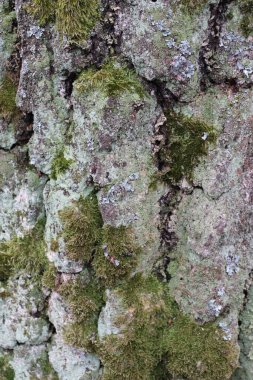 moss ile ağaç kabuğu