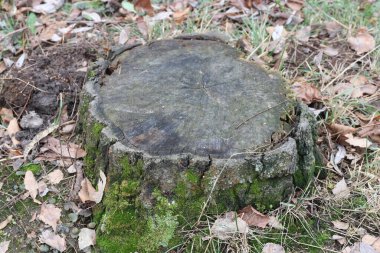 ormandaki eski güdük