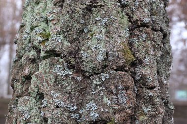 ağaç gövde kabuğu doku