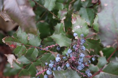 Güzel botanik fotoğrafı, doğal duvar kağıdı.