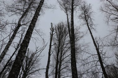 Doğanın güzel manzarası