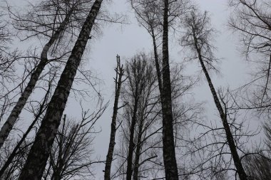 Ormanın güzel manzarası