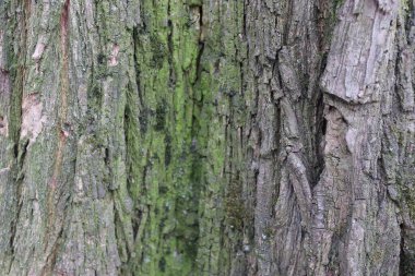Yaşlı bir ağacın kabuğunun dokusu.