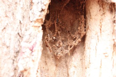 Bir ağaç gövdesini kapatın.