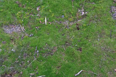 yeşil yosun arka plan dokusu