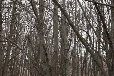 Kışın ormandaki ağaçlar