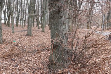 Gündüz vakti bir ormanın dikey görüntüsü.