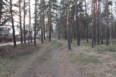 Kışın orman yolu