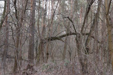 Ormanın güzel bir manzarası