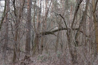 Ağaçlı ve yapraklı orman, doğa ve bitki kavramı.