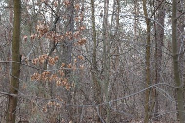 Parktaki ağaçlarda sonbahar yaprakları