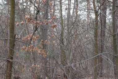 Hollanda sonbahar orman