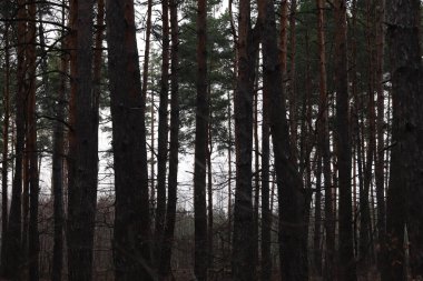 Sisli çam ormanı. Güzel bir sonbahar sabahı.