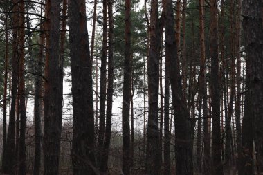 Sabahın erken saatlerinde orman