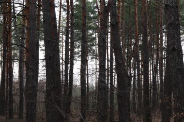 Sabahları çam ağacı ormanı