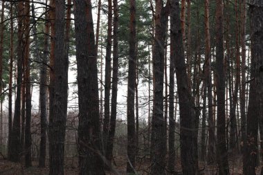 Sonbaharda çam ormanı