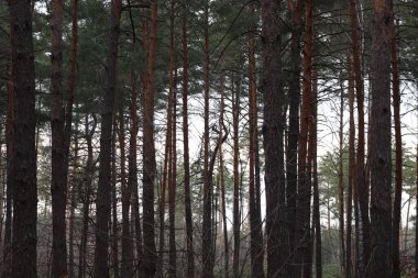 Ormanın güzel manzarası