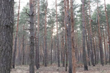 Ağaçlı çam ormanı, sonbahar günü