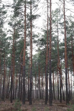 Arka planda güzel bir orman. sonbahar günü